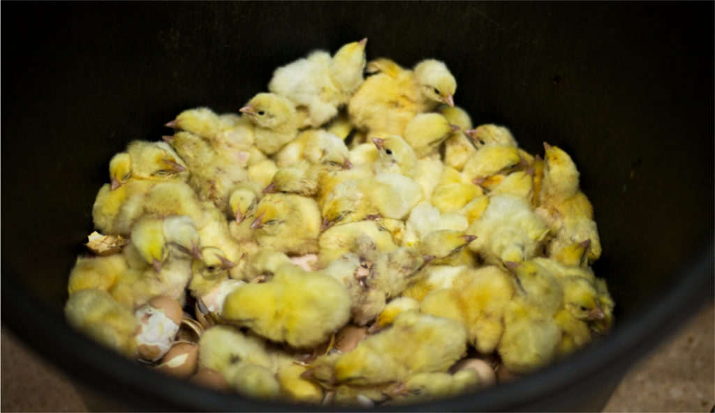 Zonsverduistering Rechthoek En Veel kippenleed voor onze eieren – Red een Legkip