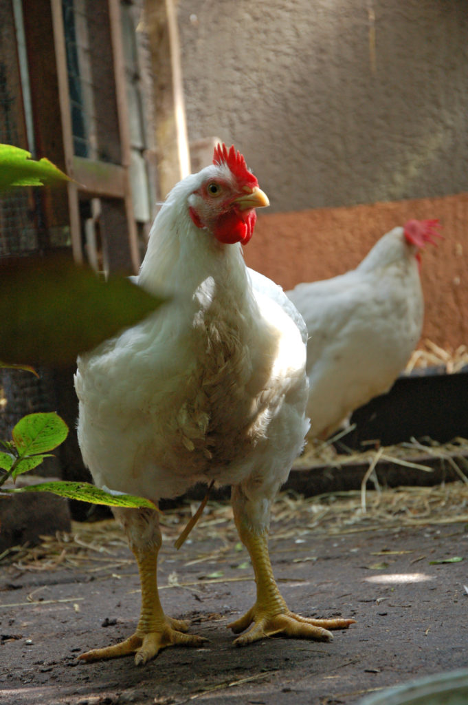 Kippen benodigdheden - Wat heb om kippen te houden?