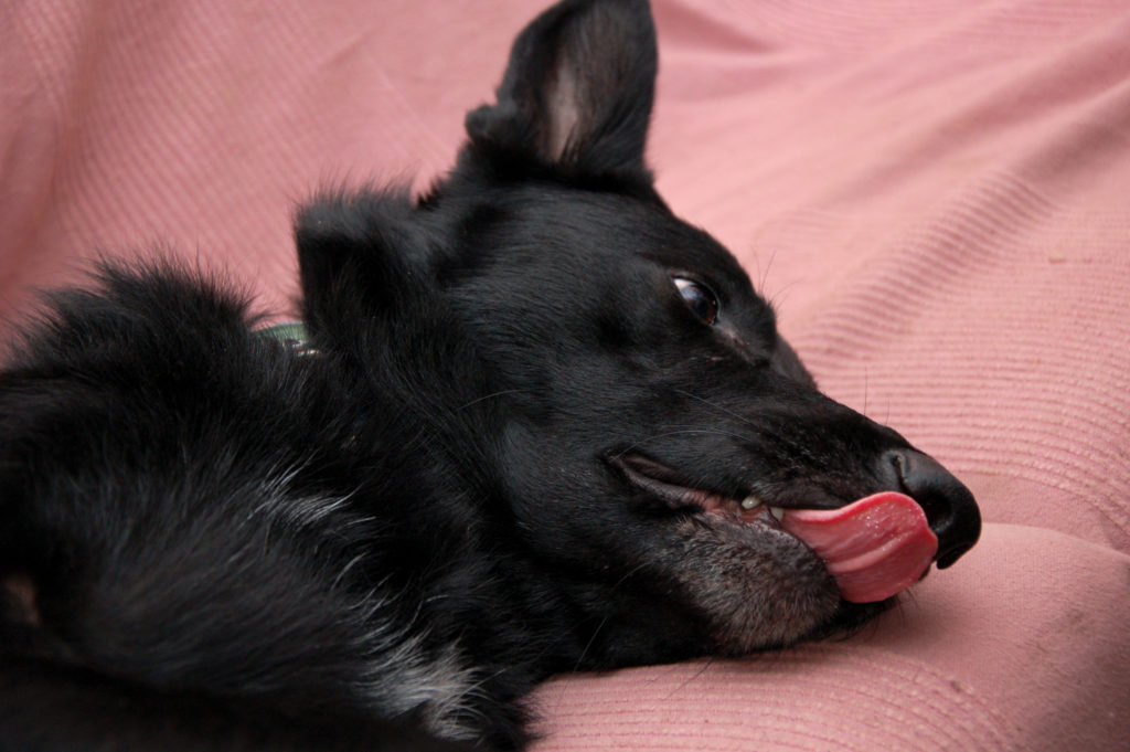 bescherm kippen tegen roofdieren, ook je hond