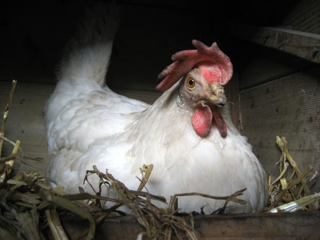 verzorging kippen: voorkom broedsheid, raap eieren