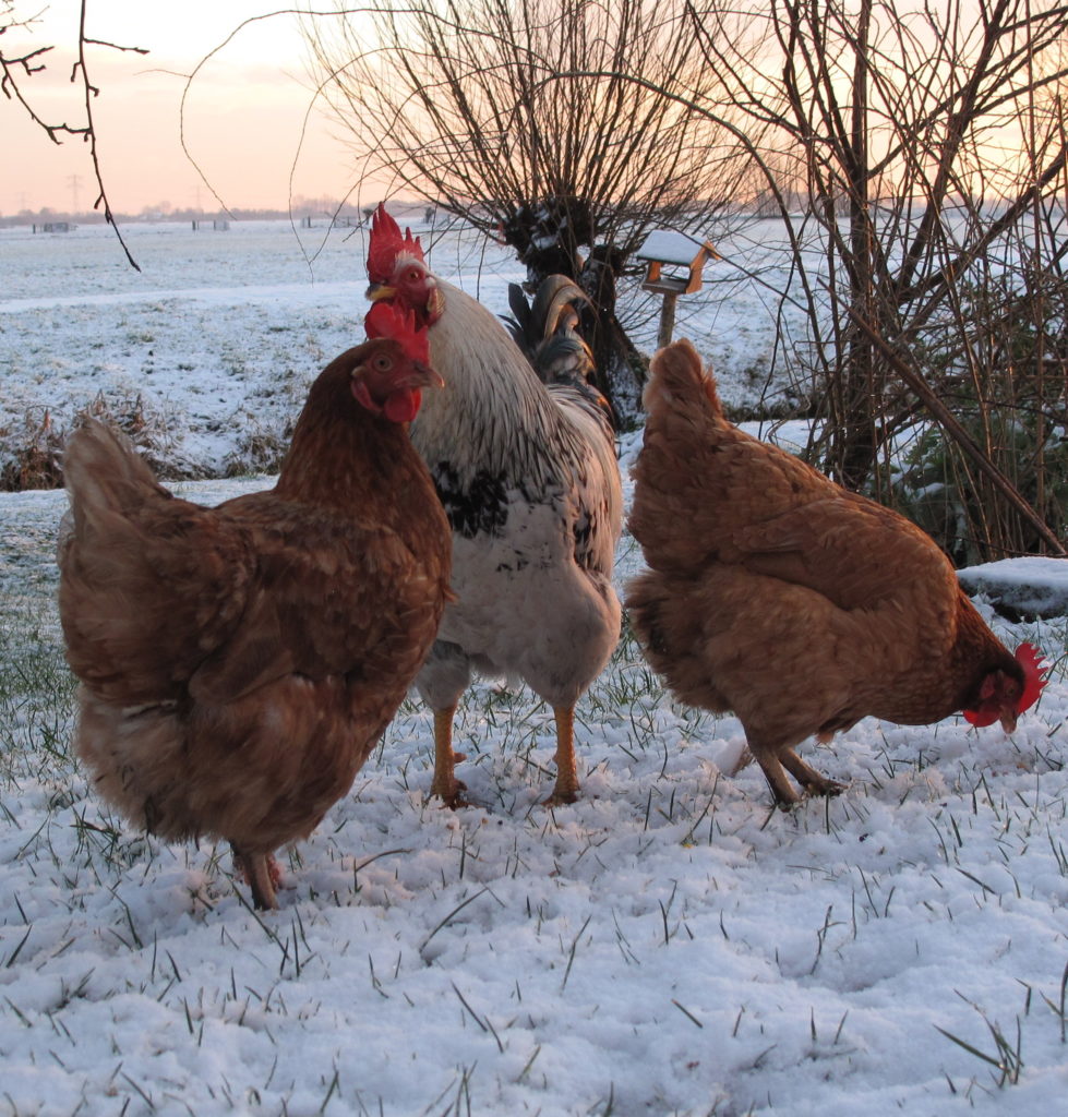 verhalen van kippen in de sneeuw