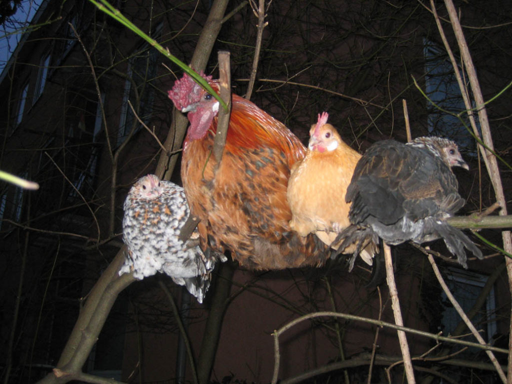 verzorging kippen: niet in boom maar in nachthok slapen