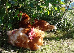 De hele dag eten, scharrelen en zonnebaden